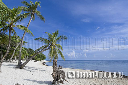 tropical palm tree leaning over caribbean white sand beach stock photo