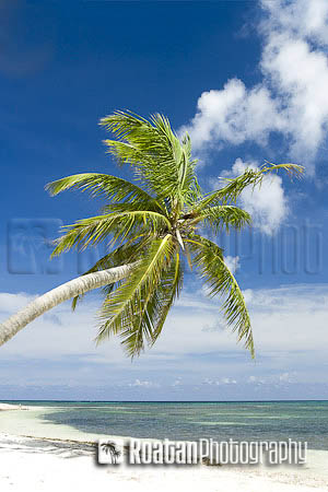 Palm tree leaning over tropical beach and Caribbean_Sea stock photo