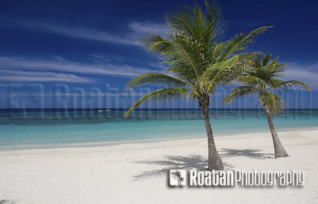 Two_palm_trees_on_tropical_white_sand_beach_stock_photo